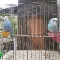 بازی گوش مرغ عشق