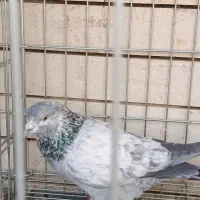 کبوتر|پرنده|کاشان, رسالت|دیوار