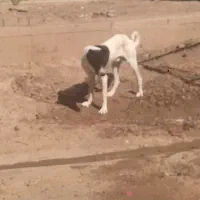 توله سگ نر|سگ|تبریز, |دیوار