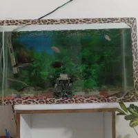 آکواریوم وماهی