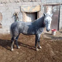 اسب آرام جوان ۳ ساله|اسب و تجهیزات اسب‌سواری|میاندوآب, |دیوار