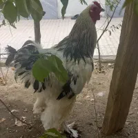 خروس برهما جوان شش دانگ