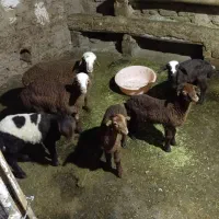 میش وبره|حیوانات مزرعه|سنقر, |دیوار