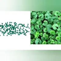 چمن/بذر/چمن هلندی/چمنزن/چمن زینتی|گل و گیاه طبیعی|تهران, خلیج فارس|دیوار