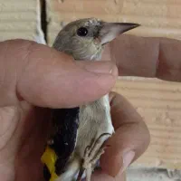 جوجه سهره قناری نر