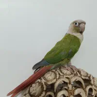 گرینچیک|پرنده|شیراز, کوشک میدان|دیوار