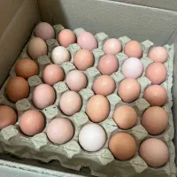 تخم مرغ نطفه دار گوشتی