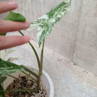 گل گیاه گندمی اشک تمساح برگ بیدی نخل مرداب سینگوم|گل و گیاه طبیعی|مشهد, کوه سنگی|دیوار