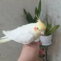 دوتا عروس هلندی باقفس|پرنده|تهران, هفده شهریور|دیوار