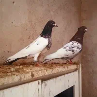 کبوتر کله قرمز و کله سیاه