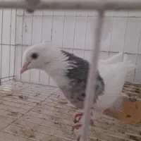 طوقی|پرنده|آغاجاری, |دیوار