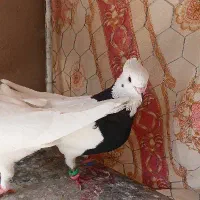 طوقی ماده گمشده|پرنده|فارسان, |دیوار