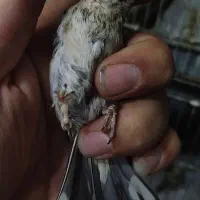 سهره رسمی و دورگ|پرنده|مشهد, رضاشهر|دیوار