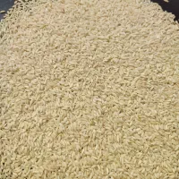 برنج عنبر بو|خوردنی و آشامیدنی|شوشتر, |دیوار