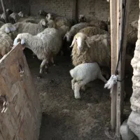 فروش بره جهت قصابی