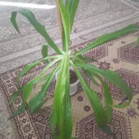 فروش گل|گل و گیاه طبیعی|شهرکرد, |دیوار