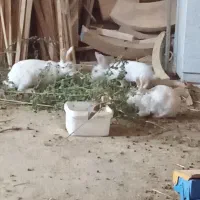 خرگوش سفید بالغ|موش و خرگوش|پردیس, فاز ۴|دیوار