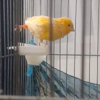 قناری ماده|پرنده|هشتگرد, فاز ۷ مهستان|دیوار