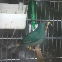 فنچ طوطی وار سر نارنجی و فنچ گلدین|پرنده|تهران, امین حضور|دیوار