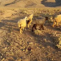 میش بره دار و بز کهره دار درشت