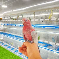 طوطی کاسکو ماکائو|پرنده|قشم, |دیوار