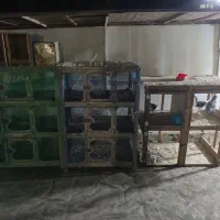 لانه کفتر جفتی|لوازم جانبی حیوانات|محمدیه-قزوین, |دیوار