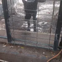 سگ ژرمن بلک نر