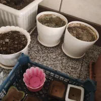 گلدانهای سفالی و پلاستیکی|گل و گیاه طبیعی|کرج, کوی مهر|دیوار