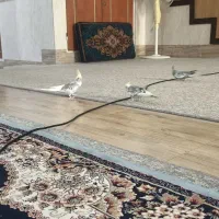 عروس هلندی|پرنده|قم, زنبیل آباد|دیوار