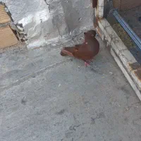ماده سرخ|پرنده|پلدختر, |دیوار