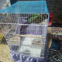 طوطی گرینچیک نر|پرنده|خرمشهر, |دیوار