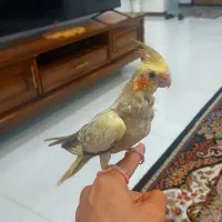 عروس هلندی گم شده
