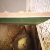 عروس هلندی پرنده معاوضه با کبوتر|پرنده|مشهد, هدایت|دیوار