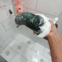 کبوتر