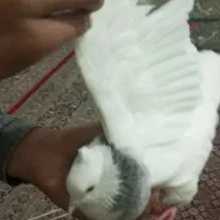 شادگان|پرنده|شادگان, |دیوار