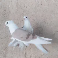 کبوتر قشنگ|پرنده|خورموج, |دیوار