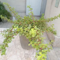 گل باگلدان گل کلاسوریا خرفه ای|گل و گیاه طبیعی|مشهد, شهرک لشکر (شهرک غرب)|دیوار