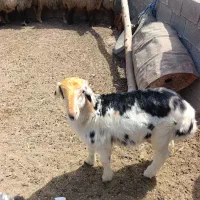 گوسفند عوسی