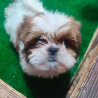 شیتزو سوپر فلت