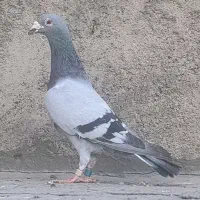 سبز روشن دو پلاکه عطیقه(معاوضه دارم)