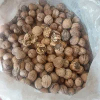 گردو پارسال
