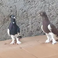 کبوتر خوب|پرنده|خورموج, |دیوار