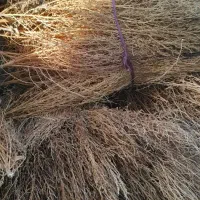 جارو سنتی