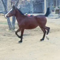 کره مادیان درهشور