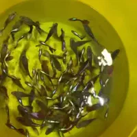 ماهی مولی و گوپی بهترین نژاد و بهترین سایز|ماهی|مشهد, ادیب نیشابوری (شهرک غرب)|دیوار