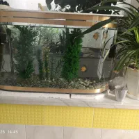 اکواریوم ماهی|ماهی|کاشمر, |دیوار