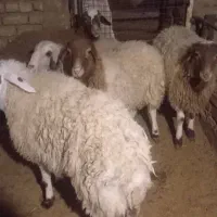 بره نر|حیوانات مزرعه|گلپایگان, |دیوار