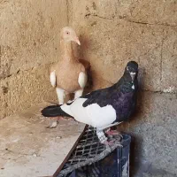 اهواز|پرنده|اهواز, عین ۲|دیوار