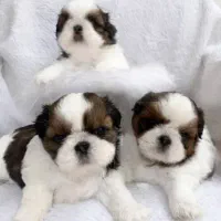 فروش توله شیتزوالن واکسینه سلامت تضمین