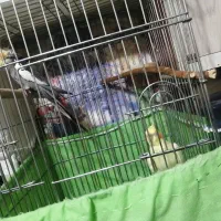 جوجه عروس هلندی 4روزه